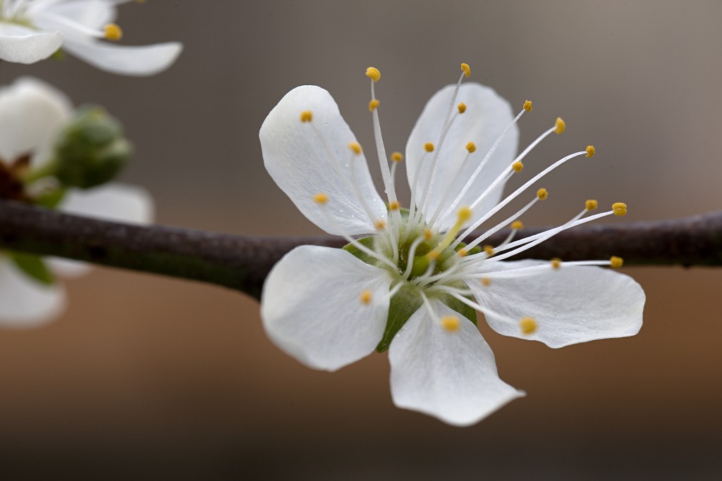 bloesem hdr voorjaar lente bloem bloemen flora fruitbomen betuwe kersenbloesem japan sakura fruit fruitbomen